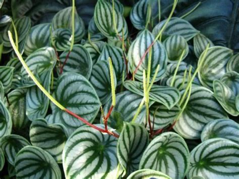 Peperomia argyreia (Watermelon Peperomia) - World of Flowering Plants