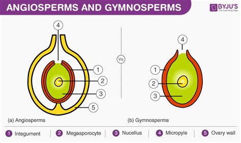 Difference Between Angiosperms and Gymnosperms with Some Examples