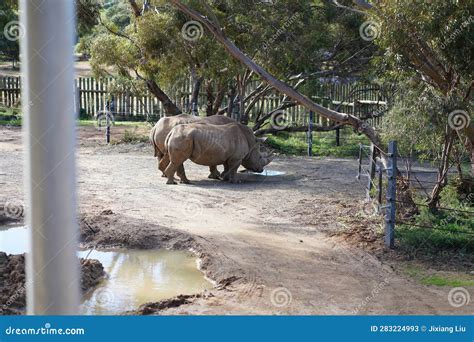 Big Rhino in Their Natural Habitat Stock Image - Image of horn, hungry ...