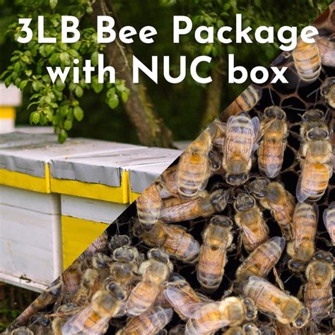 Italian Honey Bee Package with 5 Frame NUC - Bee Around Services