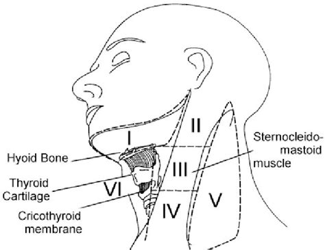 Lymph Node Lump On Neck