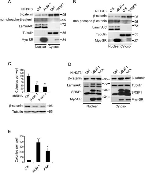 Catenin is partially required for SR proteins-mediated cell... | Download Scientific Diagram