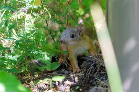 Premium Photo | Baby squirrel is sitting on a tree animal wild cute ...