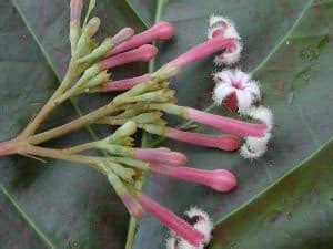 Cinchona Bark Uses, Benefits and Side Effects