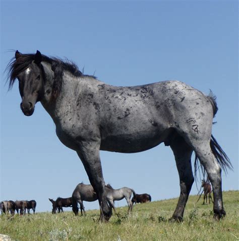 The Nokota Horse Conservancy® | Official North Dakota Travel & Tourism Guide