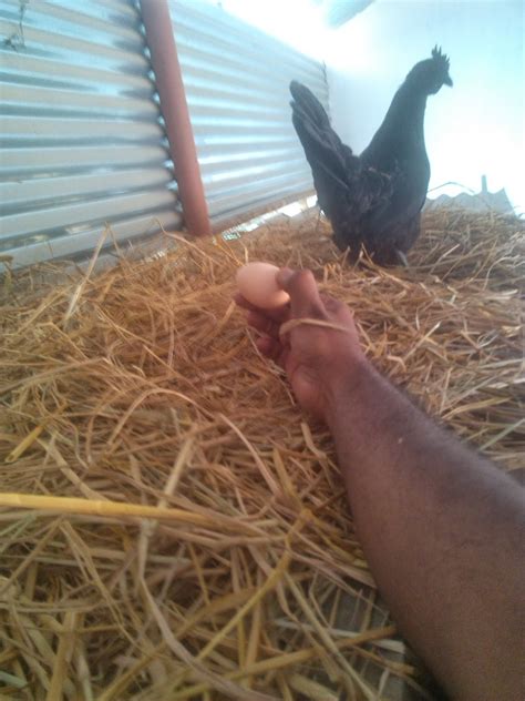 PIONEERS IN ORIGINAL KADAKNATH CHICKEN: The Joy Of Collecting Kadaknath Eggs