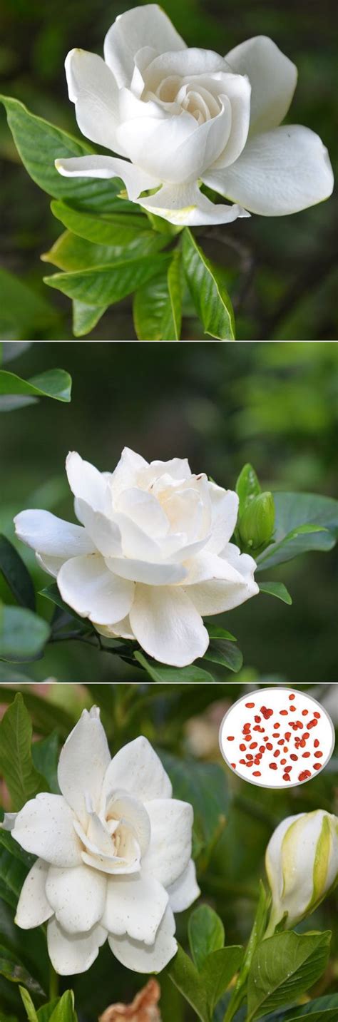 White gardenia seeds | White gardenia, Floral garden, Beautiful flowers