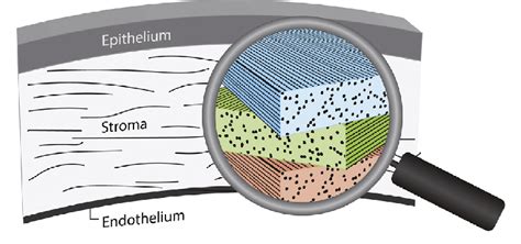 The human cornea. The cornea consists of three distinct layers ...