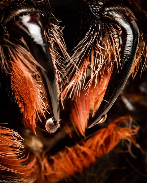 Extreme Closeup shot of Spider Fangs (with bonus Venom cameo) : r/pics