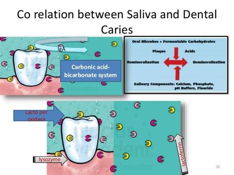 Saliva