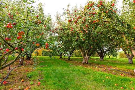 Top 5 Fruit Trees and Plants for Your Garden