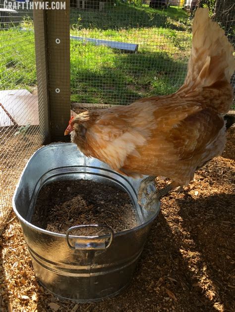 How to Make a Chicken Dust Bath – The Reaganskopp Homestead