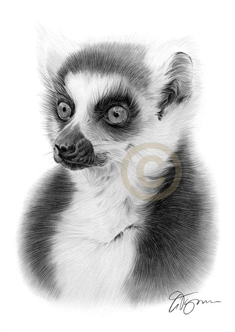 RING-TAILED LEMUR pencil drawing print wildlife art | Etsy