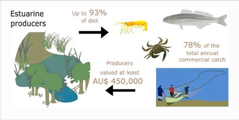 The Value of Estuarine Producers to Fisheries