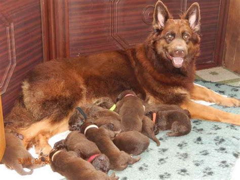 Liver German Shepherd Puppies