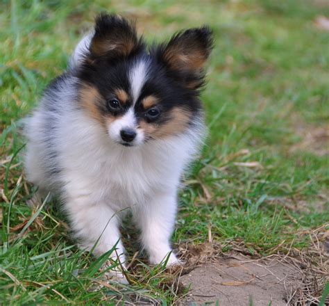 Papillon Dog Breed - Pictures, Information, Temperament, Characteristics | Animals Breeds