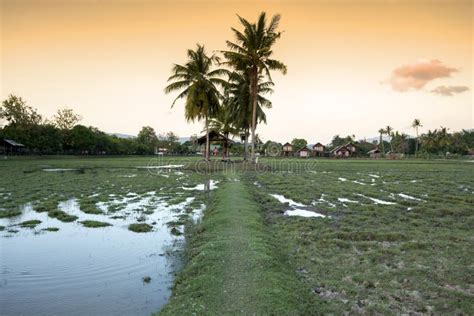 Rice Field at sunset stock photo. Image of water, color - 64876792