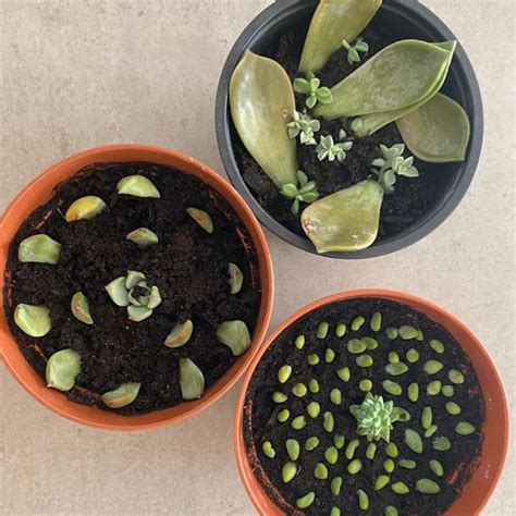 Succulent Propagation (with pictures) - Teak And Terracotta