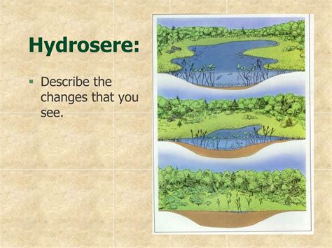 PPT - Succession A Case Study – Poynton Park and Pool – an arrested hydrosere PowerPoint ...