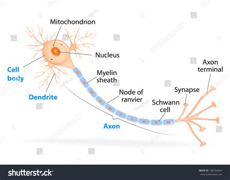 Anatomy Typical Human Neuron Axon Synapse Stock Illustration 166153934 ...