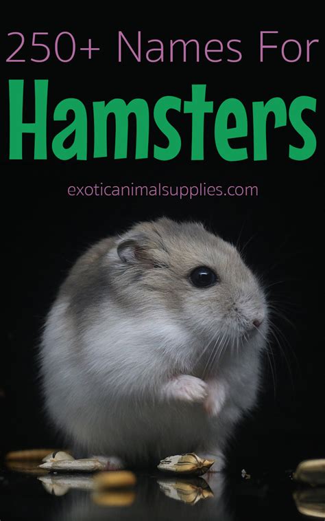 250+ Hamster Names for Male & Female Hamsters - Exotic Animal Supplies