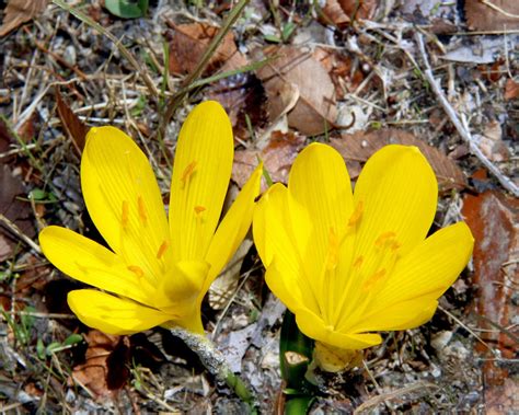 Sternbergia lutea bulbs — Buy 'Winter Daffodils' online at Farmer Gracy UK