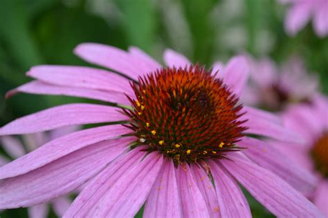 Purple coneflower plants - holdeneuropean