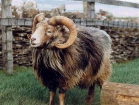 Sheep > North Ronaldsay – Wool Initiative