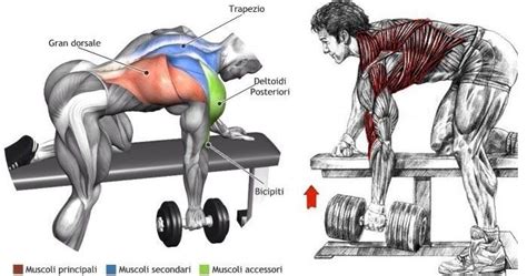 Exercise The Right Way - One-Arm Dumbbell Rows | One arm dumbbell row, Dumbbell, Workout plan gym