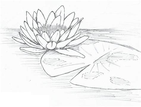 lily pad | Water lily drawing, Lilies drawing, Flower drawing