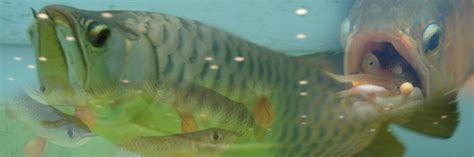 Arowana Fish Tank,in Aquarium,in Pond: Arowana Care - Important Rearing Practices For Asian Arowanas