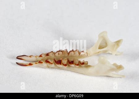 Common Shrew (Sorex araneus) skull Stock Photo - Alamy