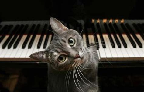 Ten Cats Playing Musical Instruments You Don't Need to Hear