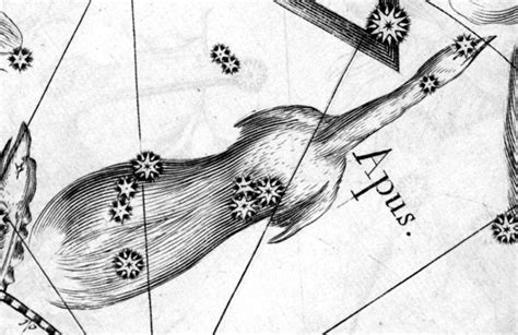 Apus Constellation Myths and Facts | Under the Night Sky