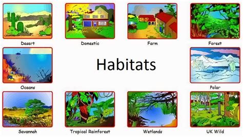 Habitats | Where Do Plants And Animals Live?