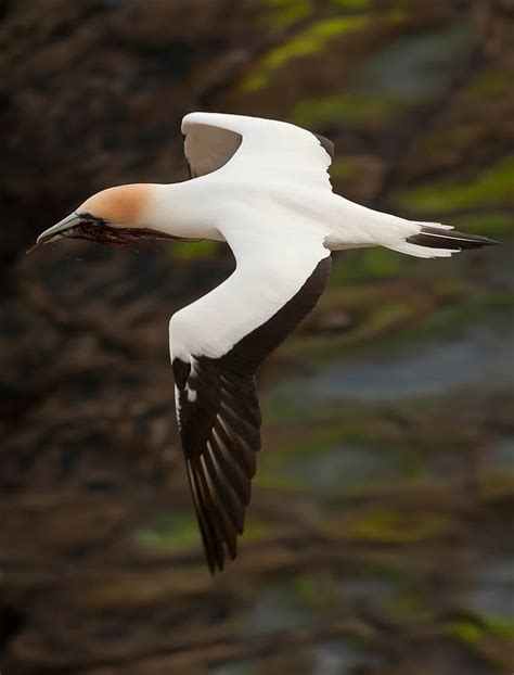 Muriwai Gannet Colony | Muriwai's Gannet Colony is a one hou… | Flickr