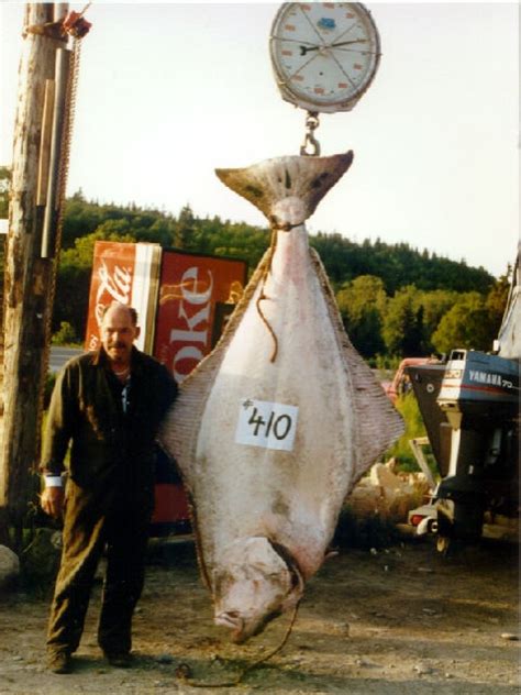 Homer Alaska Halibut Fishing - Homer Alaska Fishing Charters