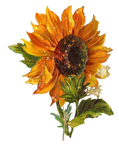 Antique Images: Digital Stock Sunflower Artwork Flower Clip Art Download