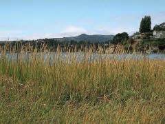 Spartina alterniflora, Smooth Cordgrass – Invasive Species