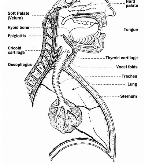 Schematic diagram of the human organs of speech (Adapted from [1 ...