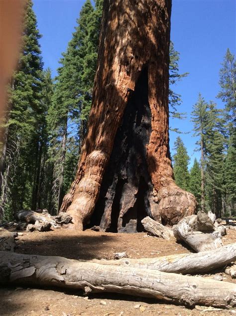 Grizzly Giant Sequoia in Yosemite National Park | Yosemite national ...