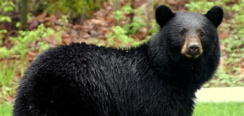 The Louisiana black bear: removed from the threatened list