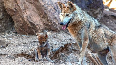 Nacen 8 cachorros de Lobo Gris Mexicano en Saltillo - Mi Ciudad