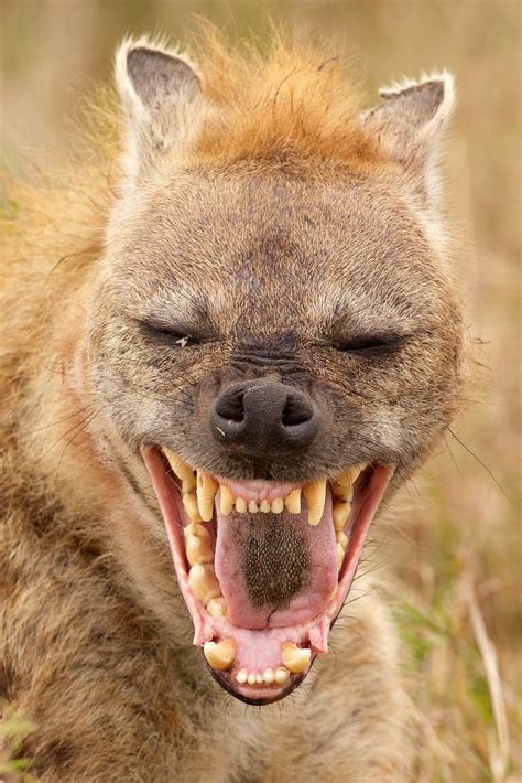 Do Hyena Really Laugh? Hyena Laughing Sounds Included | Hyena, African animals, Animals beautiful