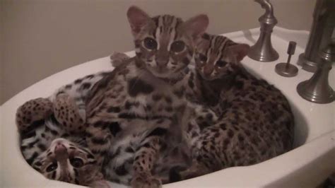 Asian Leopard Cat cubs ready for nap time - YouTube