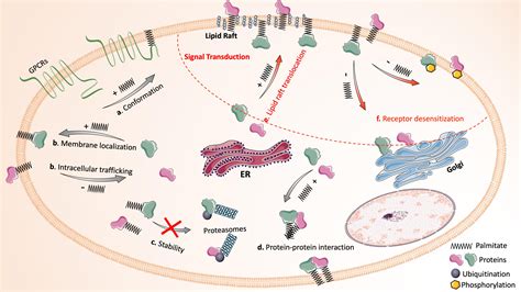 Frontiers | Protein Palmitoylation in Leukocyte Signaling and Function