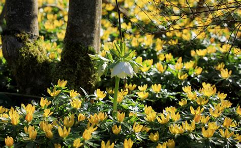 White Christmas Rose by Laura-B-R on DeviantArt