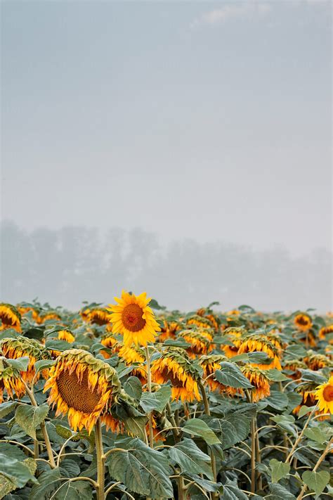 «Sunflower Field In Tuscany In A Hazy Morning» del colaborador de Stocksy «Beatrix Boros» - Stocksy