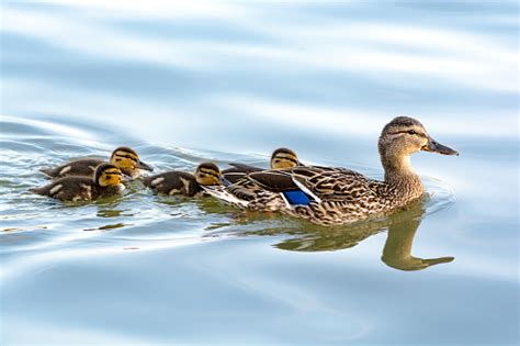 Duck Mother With Her Ducklings Swimming In Water Stock Photo - Download Image Now - iStock