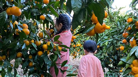 Jeju Island Orange Picking | Best Orange Farm | Jejudo - YouTube